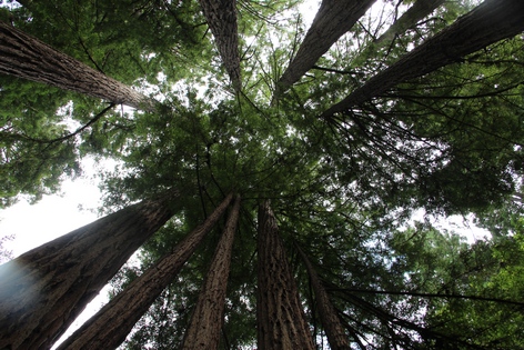 ���� ���